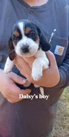 Daisy's boy, a male Beagle for sale in Monroe, VA – Photo 1 of 2