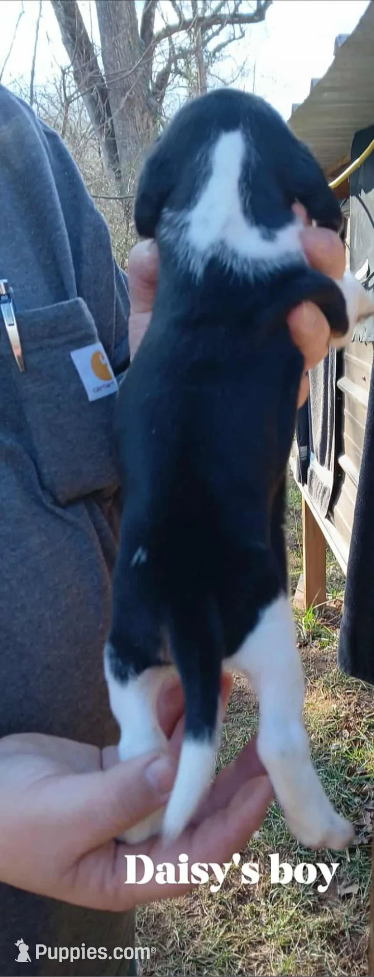 Daisy's boy, a male Beagle for sale in Monroe, VA – Photo 2 of 2