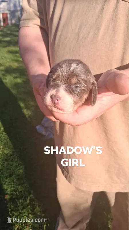 Shadow's  girl – Beagle puppy for sale in Monroe, VA