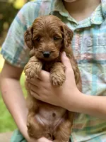 Goofy - F1b mini boy, a male Goldendoodle and Miniature Goldendoodle for sale in Nashville, TN – 2 of 3