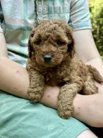 Winnie - F1b mini girl, a female Goldendoodle and Miniature Goldendoodle for sale in Nashville, TN – 2 of 3
