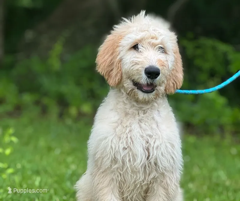 Hero F1 Standard Male - Started Training – Goldendoodle puppy for sale in Nashville, TN