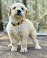 Molly F1 Standard Female, a female Goldendoodle for sale in Atlanta, GA – Photo 3 of 3