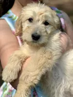 Molly F1 Standard Female - Started Training, a female Goldendoodle for sale in Knoxville, TN – Photo 3 of 3