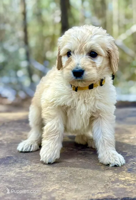 Molly F1 Standard Female – Goldendoodle puppy for sale in Atlanta, GA