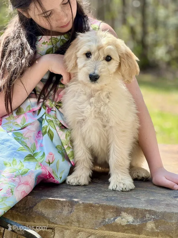 Molly F1 Standard Female - Started Training – Goldendoodle puppy for sale in Knoxville, TN