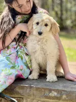 Molly F1 Standard Female - Started Training, a female Goldendoodle for sale in Knoxville, TN – Photo 1 of 3