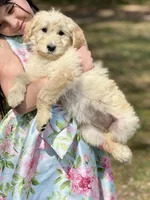 Molly F1 Standard Female - Started Training, a female Goldendoodle for sale in Knoxville, TN – Photo 2 of 3