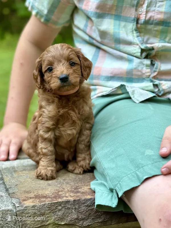 Minnie - F1b mini girl – Goldendoodle, Miniature Goldendoodle puppy for sale in Nashville, TN