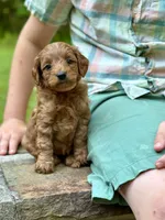 Minnie - F1b mini girl, a female Goldendoodle and Miniature Goldendoodle for sale in Nashville, TN – 1 of 3