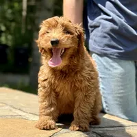 Minnie - F1b mini girl, a female Goldendoodle and Miniature Goldendoodle for sale in Nashville, TN – 2 of 2