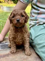 Winnie - F1b mini girl, a female Goldendoodle and Miniature Goldendoodle for sale in Nashville, TN – 3 of 3