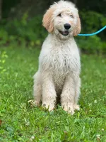 Hero F1 Standard Male - Started Training, a male Goldendoodle for sale in Nashville, TN – 2 of 4
