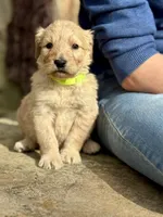 Woody F1 Standard Male, a male Goldendoodle for sale in Knoxville, TN – Photo 2 of 6