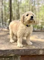 Woody F1 Standard Male, a male Goldendoodle for sale in Atlanta, GA – Photo 3 of 4
