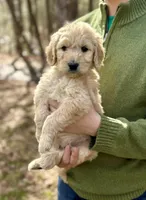 Woody F1 Standard Male, a male Goldendoodle for sale in Atlanta, GA – Photo 2 of 4