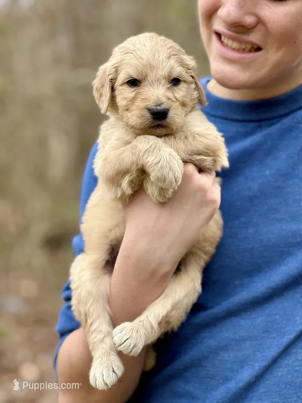 Woody F1 Standard Male – Goldendoodle puppy for sale in Knoxville, TN