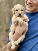 Woody F1 Standard Male, a male Goldendoodle for sale in Knoxville, TN – Photo 1 of 6