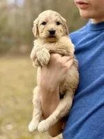 Woody F1 Standard Male, a male Goldendoodle for sale in Knoxville, TN – Photo 4 of 6