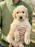 Woody F1 Standard Male, a male Goldendoodle for sale in Atlanta, GA – Photo 4 of 4