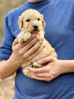 Woody F1 Standard Male, a male Goldendoodle for sale in Knoxville, TN – Photo 3 of 6