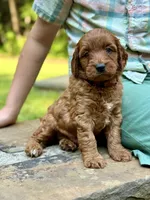 Daisy - F1b mini girl, a female Goldendoodle and Miniature Goldendoodle for sale in Nashville, TN – 2 of 3