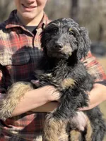 Bucky - F1 Goldendoodle Male, a male Goldendoodle for sale in Knoxville, TN – Photo 3 of 4