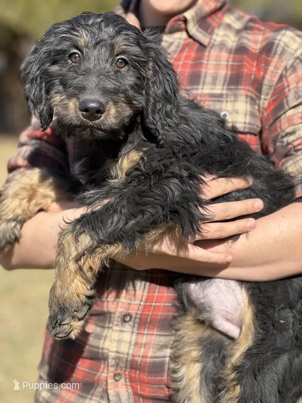 Bucky - F1 Goldendoodle Male