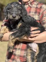 Bucky - F1 Goldendoodle Male, a male Goldendoodle for sale in Knoxville, TN – Photo 1 of 4