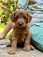 Goofy - F1b mini boy, a male Goldendoodle and Miniature Goldendoodle for sale in Nashville, TN – 3 of 3