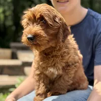 Daisy - F1b mini girl, a female Goldendoodle and Miniature Goldendoodle for sale in Nashville, TN – 2 of 2