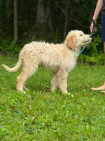Hero F1 Standard Male - Started Training, a male Goldendoodle for sale in Nashville, TN – 4 of 4