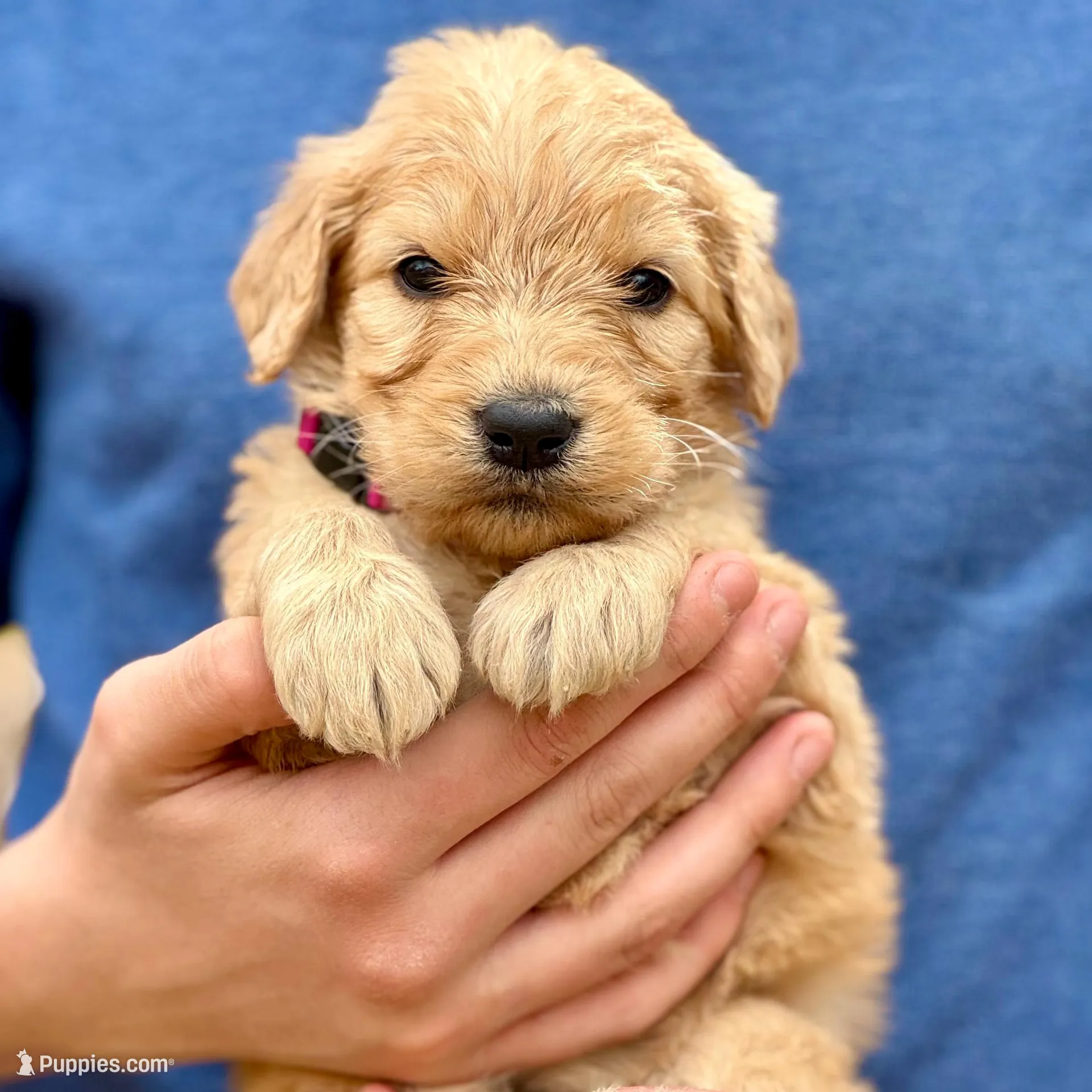 Jessie F1 Standard Female, a female Goldendoodle for sale in Knoxville, TN – Photo 1 of 3