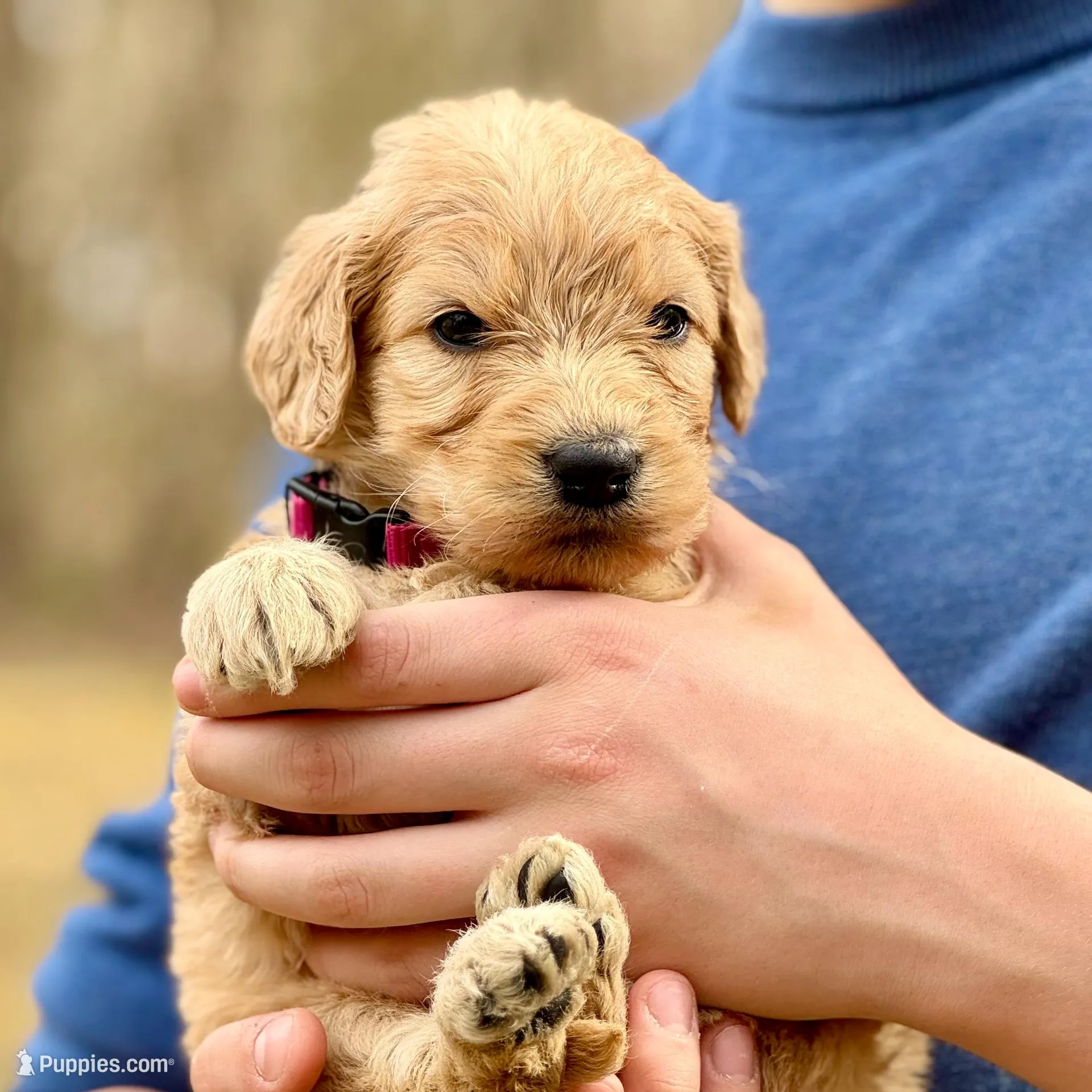 Jessie F1 Standard Female, a female Goldendoodle for sale in Knoxville, TN – Photo 2 of 3
