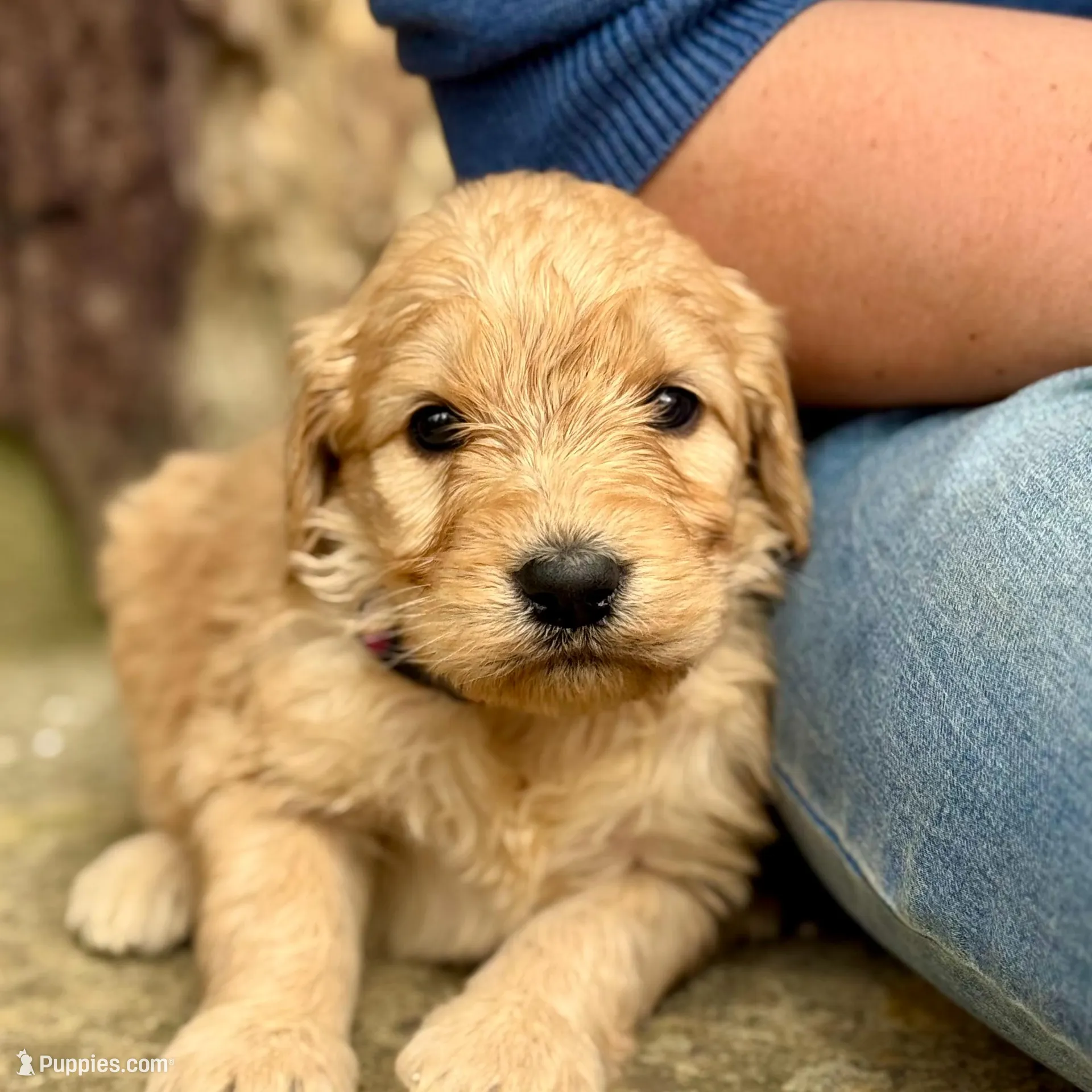 Jessie F1 Standard Female, a female Goldendoodle for sale in Knoxville, TN – Photo 3 of 3