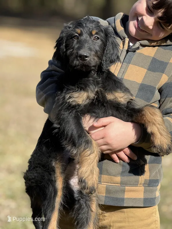 Loki - F1 Goldendoodle Male