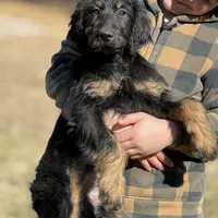 Loki - F1 Goldendoodle Male, a male Goldendoodle for sale in Knoxville, TN – Photo 1 of 2