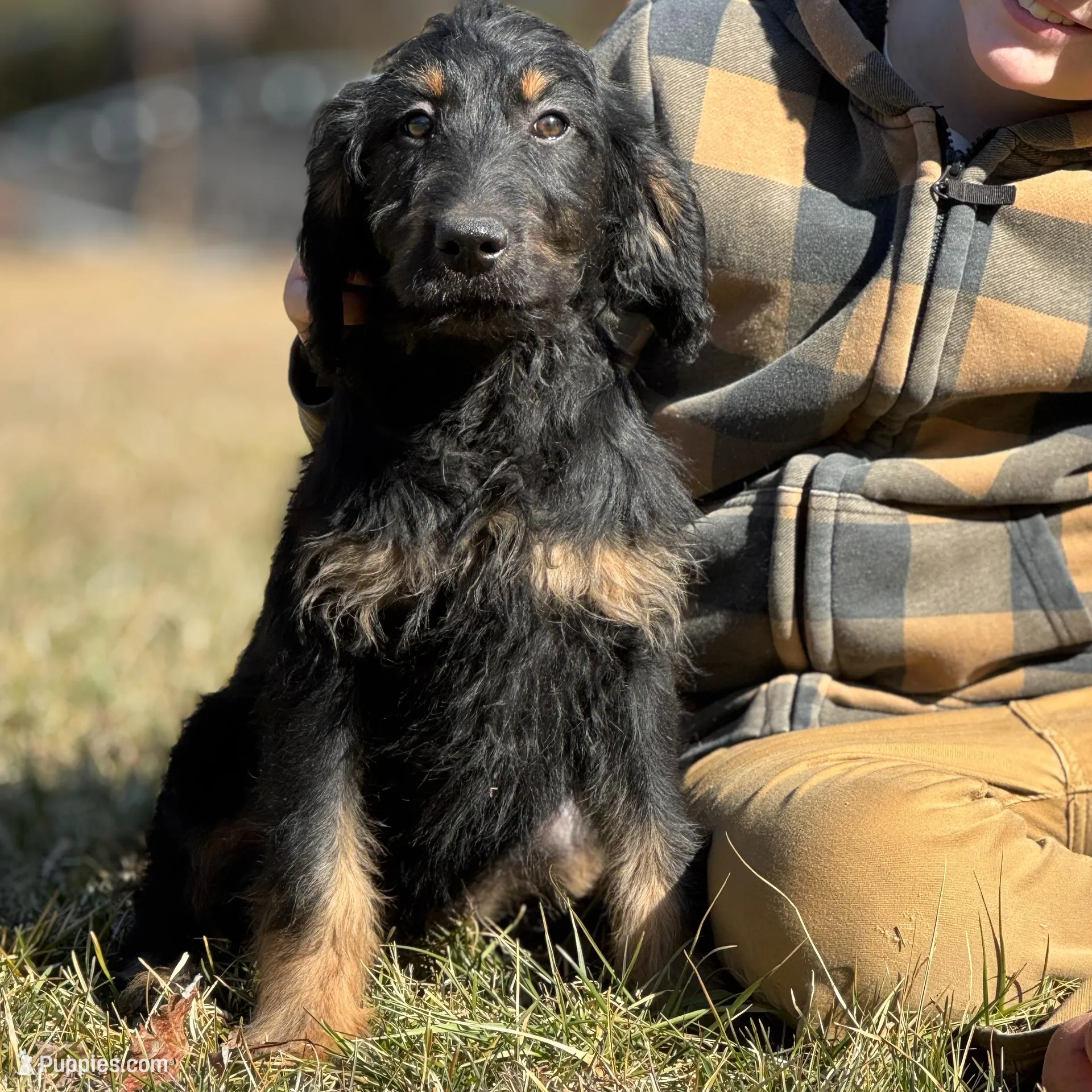 Loki - F1 Goldendoodle Male, a male Goldendoodle for sale in Knoxville, TN – Photo 2 of 2