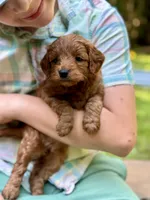 Minnie - F1b mini girl, a female Goldendoodle and Miniature Goldendoodle for sale in Nashville, TN – 3 of 3