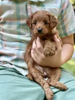 Minnie - F1b mini girl, a female Goldendoodle and Miniature Goldendoodle for sale in Nashville, TN – 2 of 3