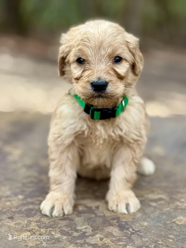 Rex F1 Standard Male – Goldendoodle puppy for sale in Knoxville, TN