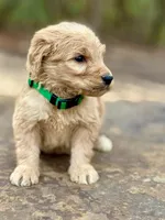 Rex F1 Standard Male, a male Goldendoodle for sale in Knoxville, TN – Photo 2 of 5