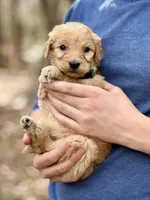 Rex F1 Standard Male, a male Goldendoodle for sale in Knoxville, TN – Photo 5 of 5