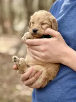 Rex F1 Standard Male, a male Goldendoodle for sale in Knoxville, TN – Photo 4 of 5