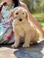 Rex F1 Standard Male - Started Training, a male Goldendoodle for sale in Knoxville, TN – Photo 3 of 3