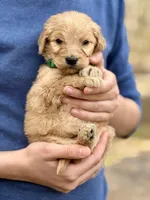 Rex F1 Standard Male, a male Goldendoodle for sale in Knoxville, TN – Photo 3 of 5