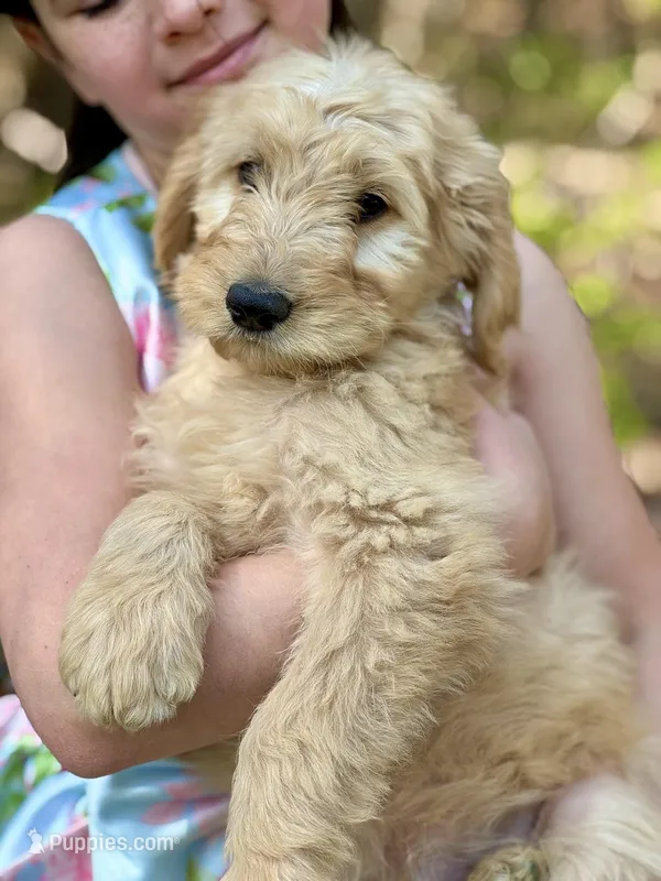 Rex F1 Standard Male - Started Training – Goldendoodle puppy for sale in Knoxville, TN