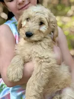 Rex F1 Standard Male - Started Training, a male Goldendoodle for sale in Knoxville, TN – Photo 1 of 3
