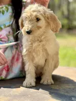 Rex F1 Standard Male - Started Training, a male Goldendoodle for sale in Knoxville, TN – Photo 2 of 3