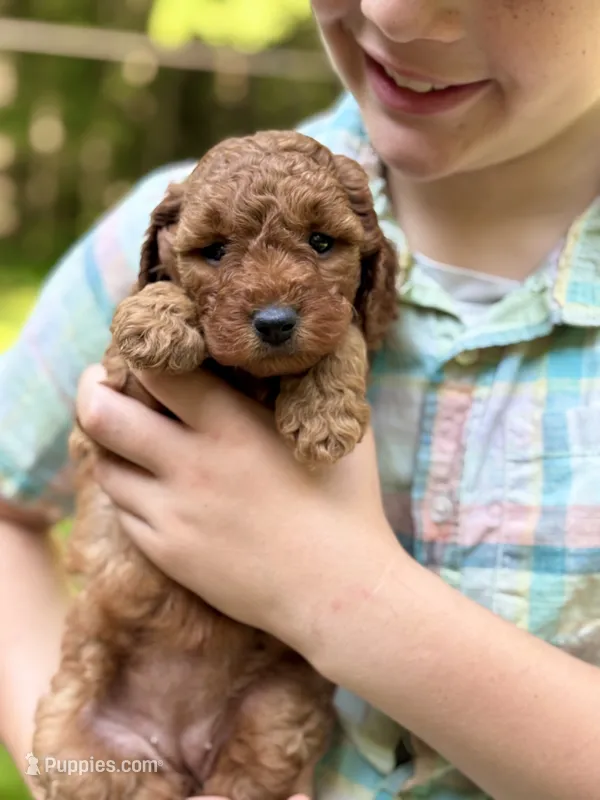 Winnie - F1b mini girl – Goldendoodle, Miniature Goldendoodle puppy for sale in Nashville, TN